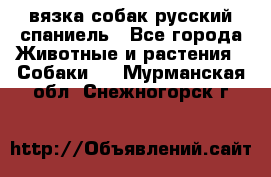 вязка собак русский спаниель - Все города Животные и растения » Собаки   . Мурманская обл.,Снежногорск г.